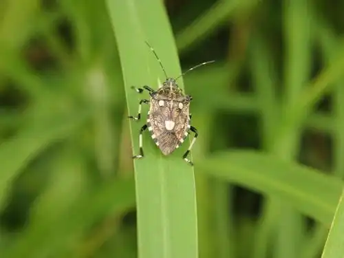 org · 岱蝽, observed by sunnetchan at 06:12 pm hkt on june 8