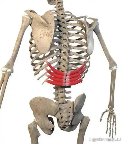 常被忽略的导致腰痛的肌肉下后锯肌