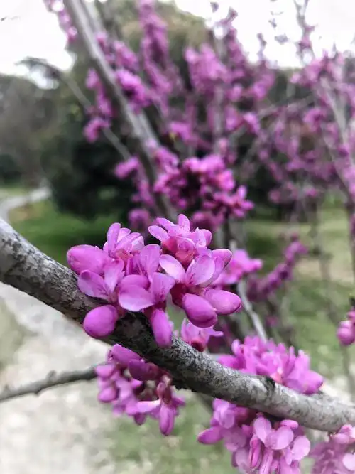 那簇拥的紫色泼墨一般,老远就先色夺人.