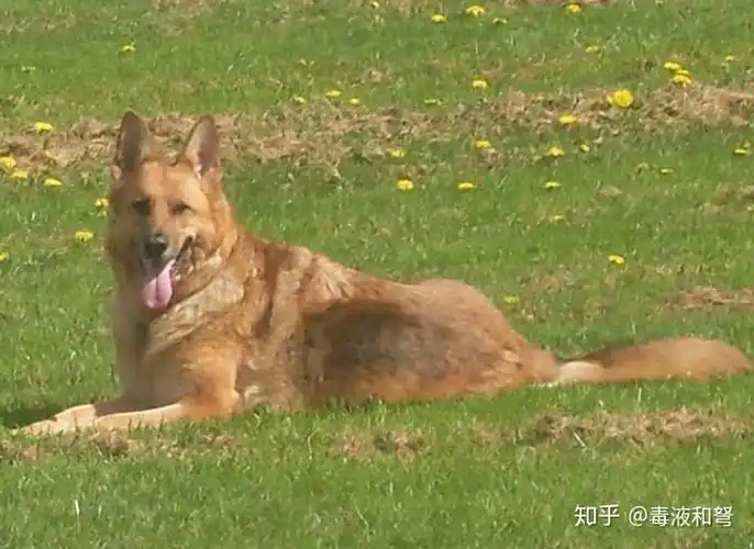 德国牧羊犬都有哪些毛色