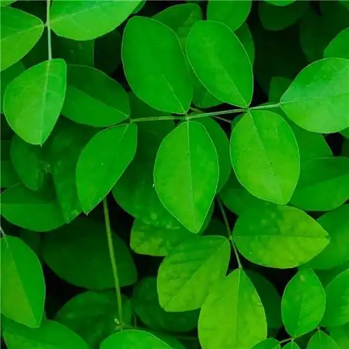 绿叶头像图片大全 清新唯美的绿叶图片微信头像_微信头像_头像屋