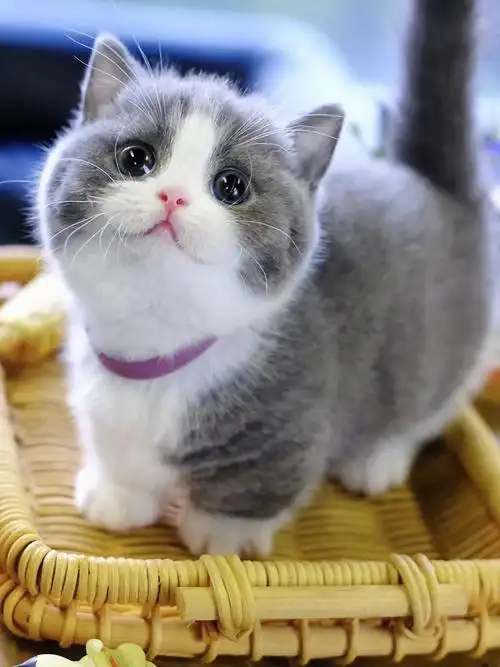 蓝白曼基康矮脚猫