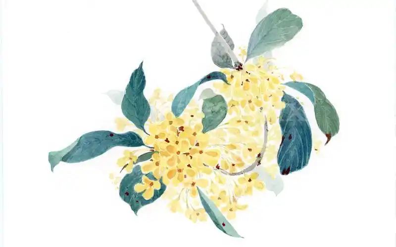 桂花-古风水彩花卉手绘过程