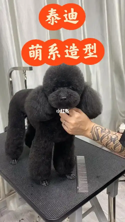 泰迪萌宠八字头造型