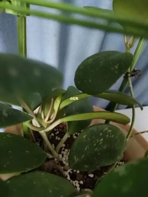 球兰花芽?_家装_花艺_家居_家居装饰_家居家装_家居装饰_花艺