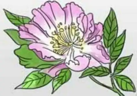 蛇床花简笔画并涂色