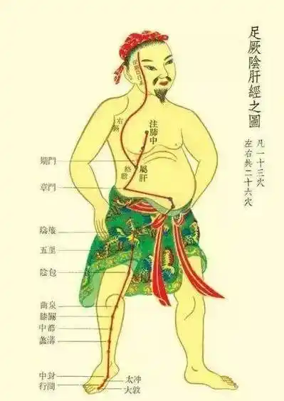 1,大腿内侧经络图