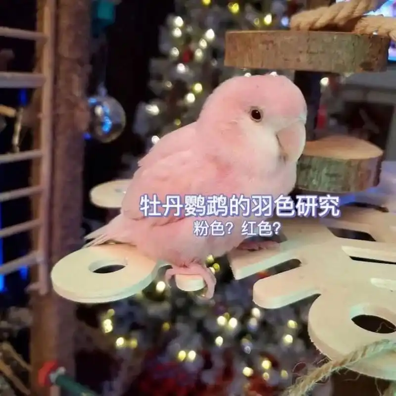 说起粉色鹦鹉,大家都会第一时间想到红宝石秋草鹦鹉,粉葵之类的品 ..