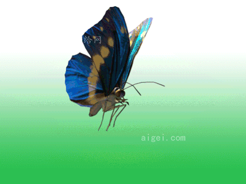 蝴蝶 绑定加循环动画 max2009_max|3dmax|3ds - 大小:542k-3d模型