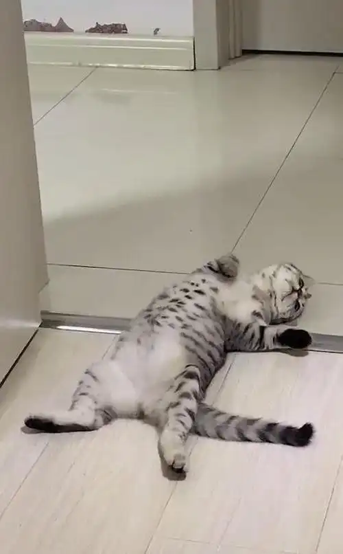 猫躺在地上摆出奇怪姿势,男子第一眼以为猫挂了,猫:瞎叫唤什么