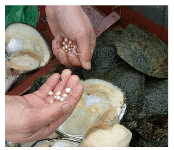 珍珠蚌9-10毫米淡水珍珠散珠批发可打孔诸暨原生态养殖基地