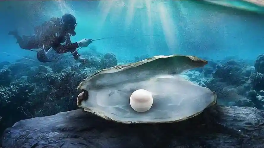 普通蚌壳能形成珍珠吗本以为异想天开真相却令人眼红