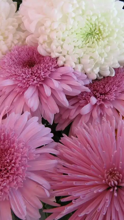 菊花鲜花,白色和粉红色 iphone 壁纸
