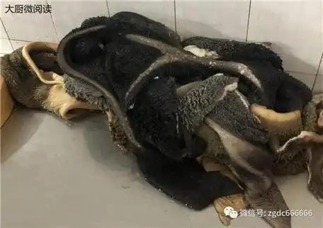 牛皱胃表面带有粗大条杠