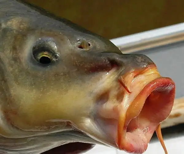 鲤鱼很好辨认,嘴部向下弯曲,两侧有胡须.