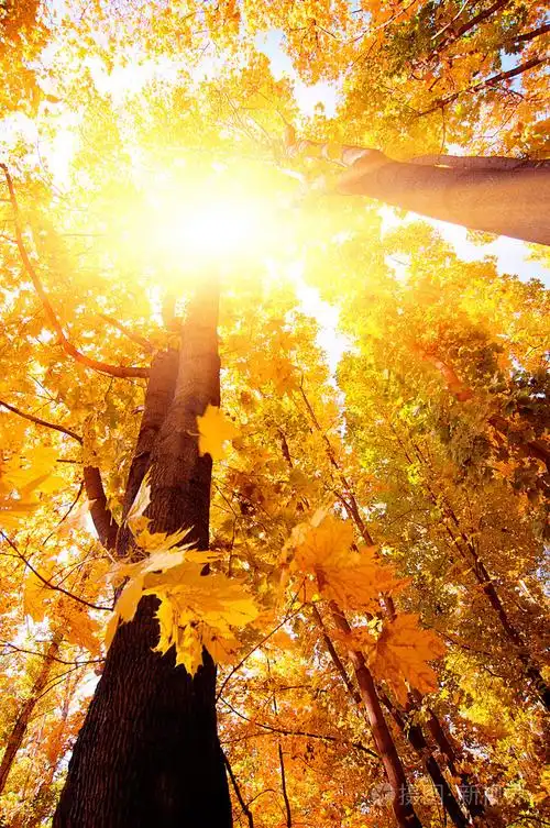在阳光明媚的森林,秋天的自然背景多彩树枝