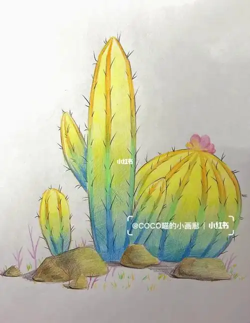 彩铅画——仙人掌91