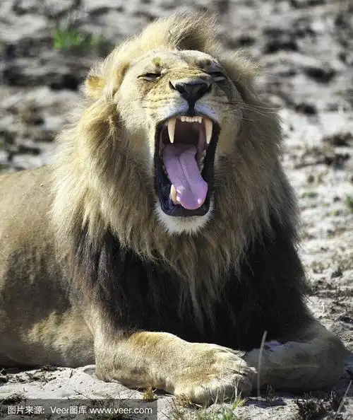雄狮怒吼,博茨瓦纳