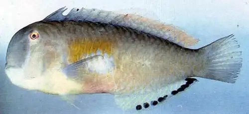 黑斑颈鳍鱼iniistius melanopus (bleeker, 1857)