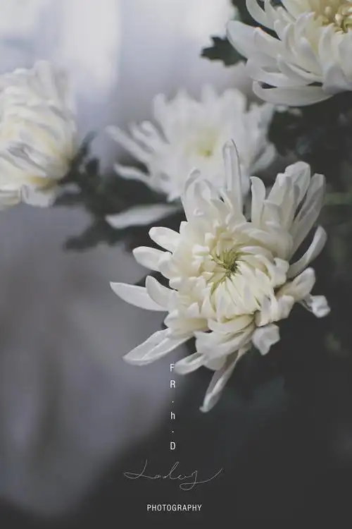 以此白菊向英雄致敬愿逝者安息