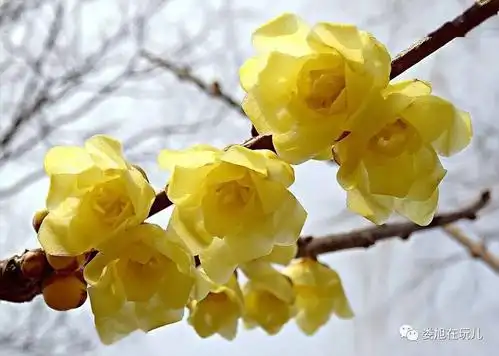 花儿去拍各种腊梅中 我最爱的是 素心素心腊梅/素心蜡梅蜡梅有素心梅