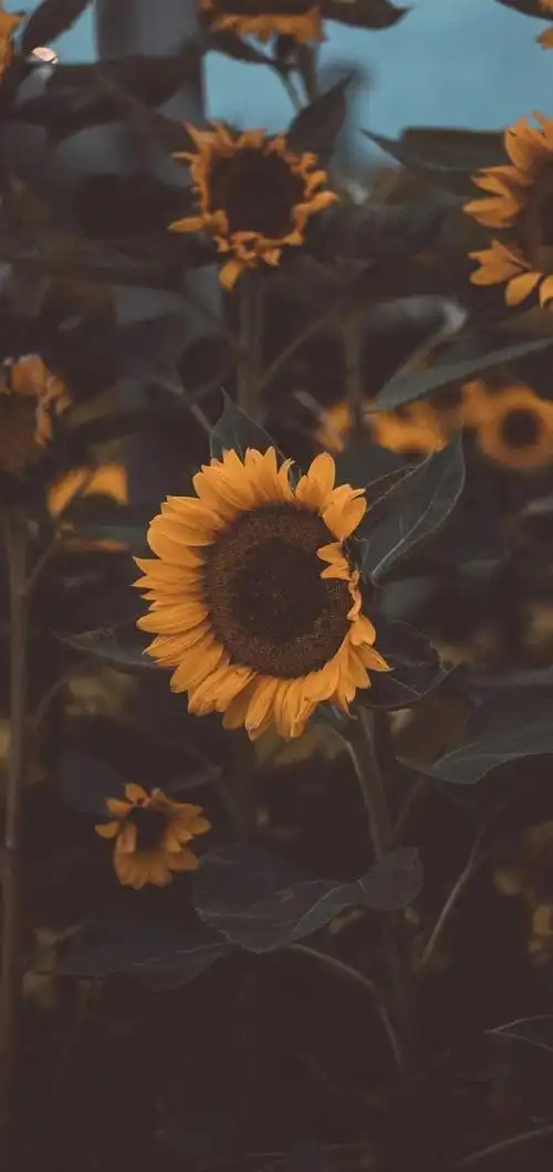 转自 小红书 七七酱 - 堆糖,美图壁纸兴趣社区