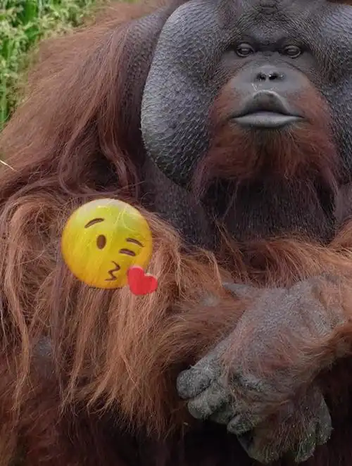 猩猩向游客热情送"香吻",花式表演求投喂