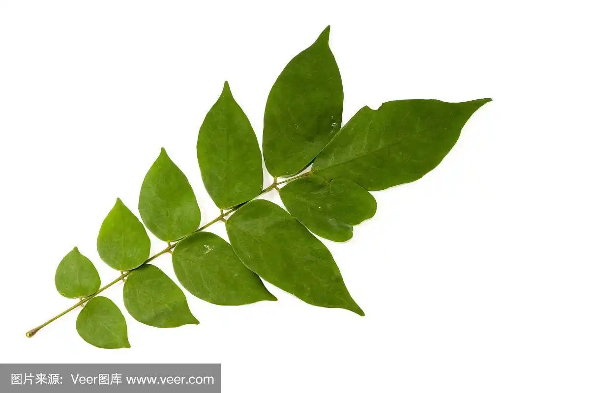 叶杨桃近距离看