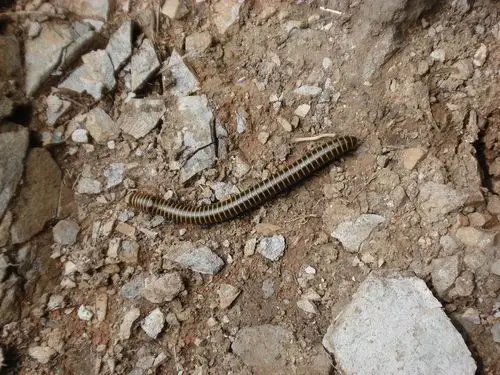 蚕姑坨发现的"火车虫"