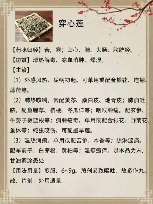 穿心莲具有清热解毒,凉血消肿,燥湿等功效#中医  #中药材  #中药