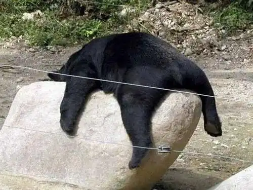 动物搞笑睡姿脸都睡扁了哈哈