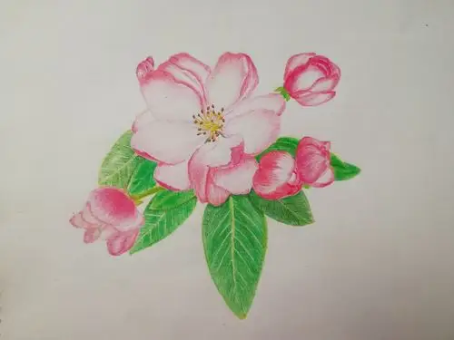 彩铅海棠 - 简书