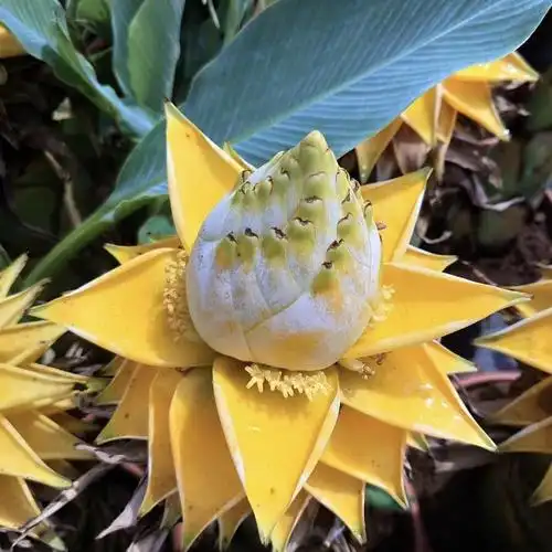 地涌金莲 佛教五树六花 千瓣莲花佛花 室内庭院吉祥盆栽花卉绿植--爱