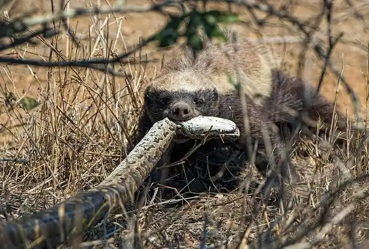 原创不足15公斤平头哥真的百毒不侵,真的无所畏惧?实际逃跑功夫一流