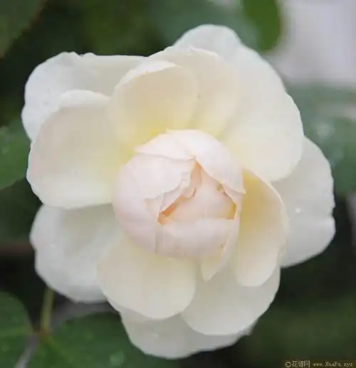 小兔子月季的优缺点与资料品种介绍 – 花谱网