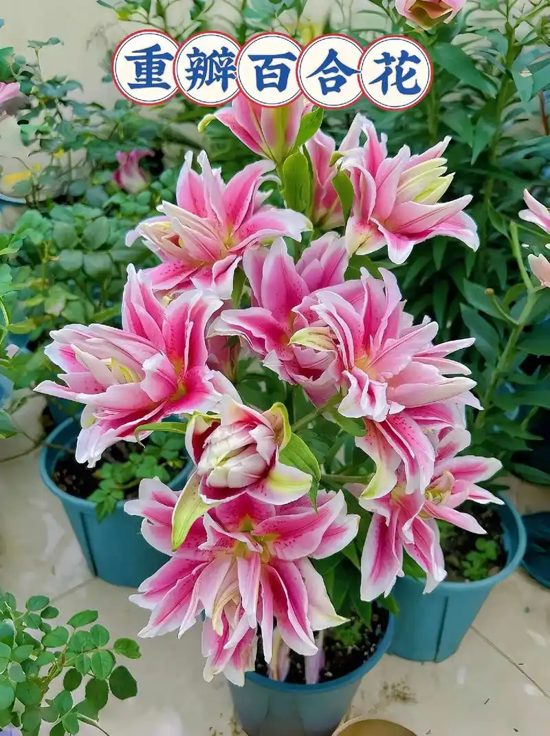 重瓣百合花 | 耐寒好养易活的开花植物