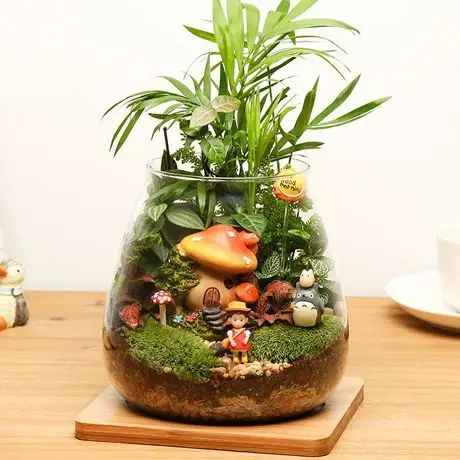 diy创意植物玻璃盆栽 大容量玻璃瓶,多种绿植填充,外搭撞色卡通蘑菇与