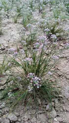 回顾仲夏我们在原平乡野采麻麻花