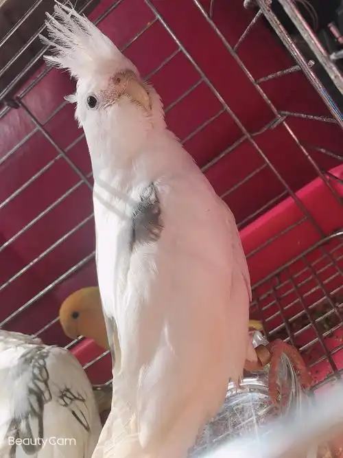 0天手养亲人白脸派特玄凤面类牡丹金头澳闪紫鸟