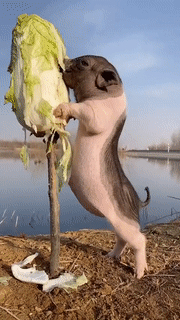 180_320gif 动态图 动图