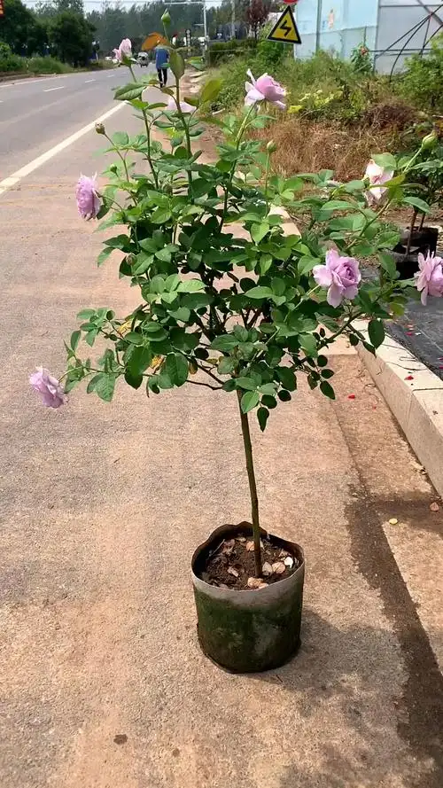 蓝色风暴棒棒糖月季,花大浓香型,多季循环开花