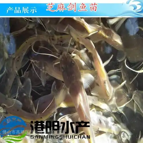 鱼苗渔场良种鱼苗