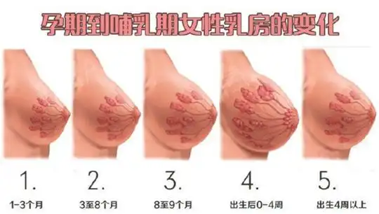 怀男宝和女宝乳房变化有哪些不同?怀孕后看男孩女孩方法有哪些?