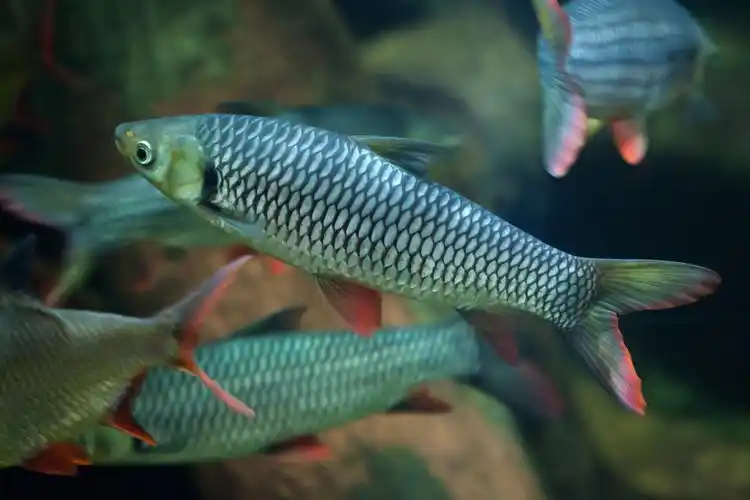 淡水鱼图片_淡水鱼图片大全_淡水鱼图片素材