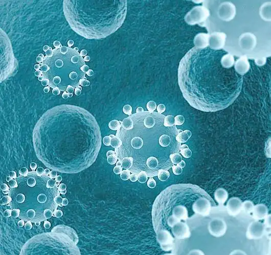 人肝癌细胞,sk-hep-1*