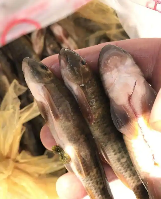 农民说,这小鱼在农村都叫"猪嘴"鱼,只生长在有石头的小河里,它们经常