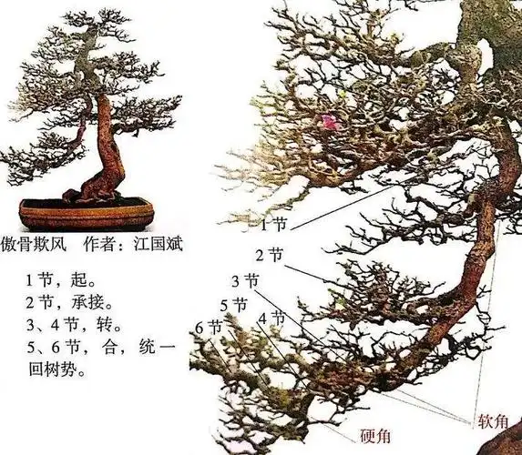 图解 制作岭南盆景的5个造型枝法