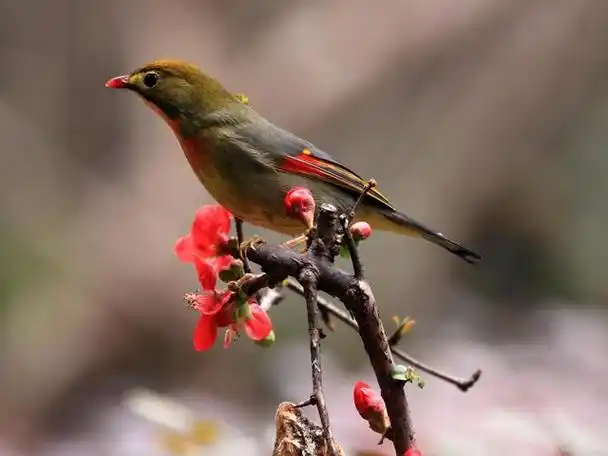 《我喜爱的相思鸟》语文作文记叙文