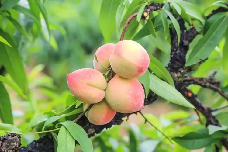 象州春美桃熟了采摘忙