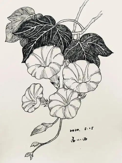 针管笔线描喇叭花